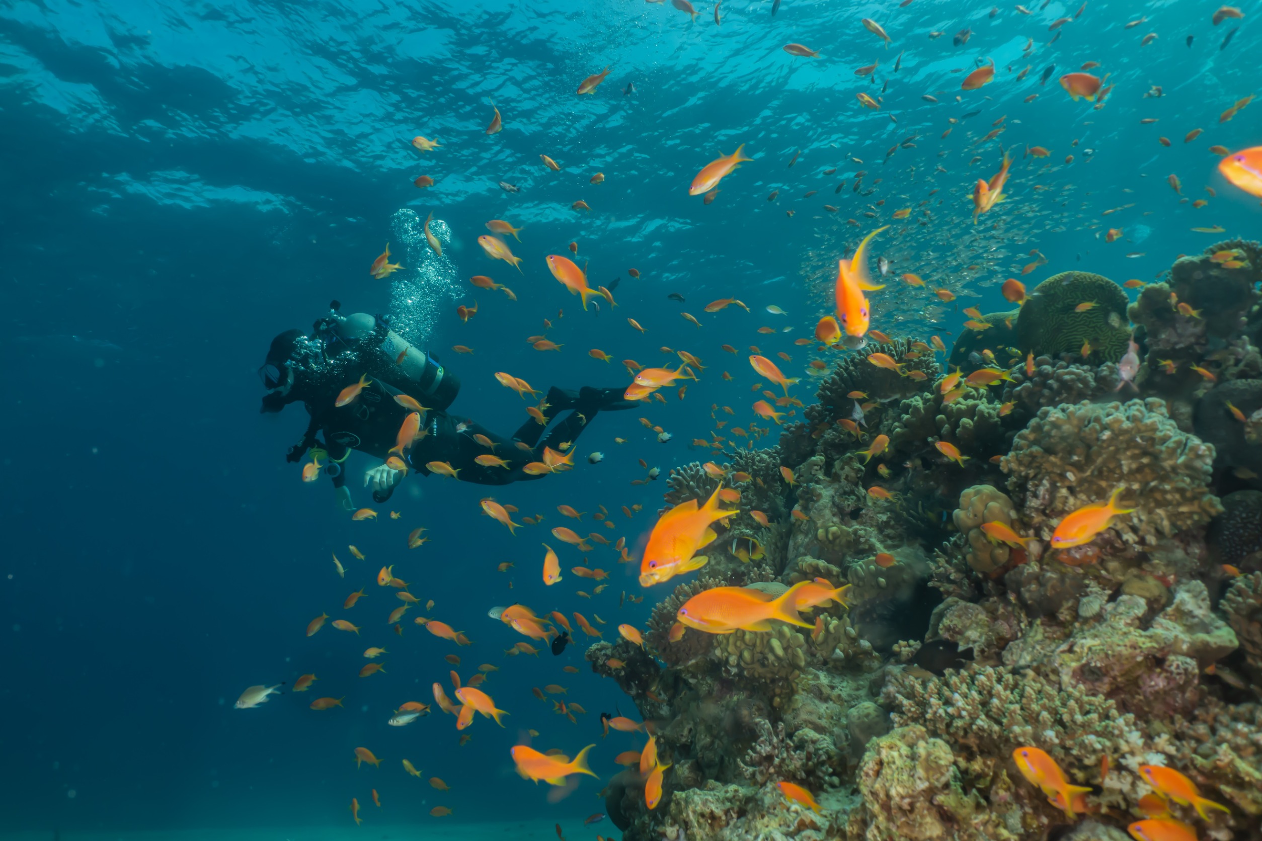 Tauchen im Roten Meer