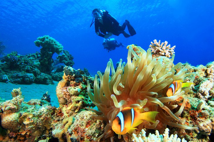 egipto principales atracciones buceo mar rojo